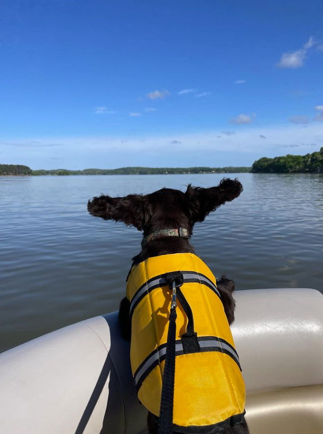 AmandaP23746407's tweet photo. Did someone say a day on the lake? Don't mind if I do! 🐶

📷: @finntheday
📍  Logan Martin Lake
#cutedogs #cutedogphotos #lakelife #lakehomes #lakehomesrealty #lakelifestyle #loganmartinlake #lakeloganmartin #loganmartin #neelyhenrylake #neelyhenry https://t.co/Rrtbhnb9Rk