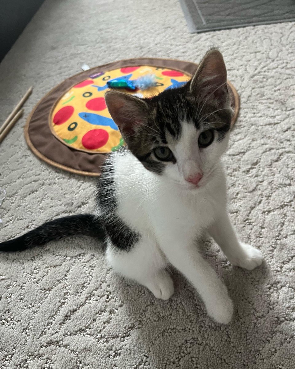 Teaching_Beauty's tweet photo. This little sweetheart is new to the family and would like to send a shout out to @JanisIrwin and Oregano! #meow https://t.co/AamPl4lmJS