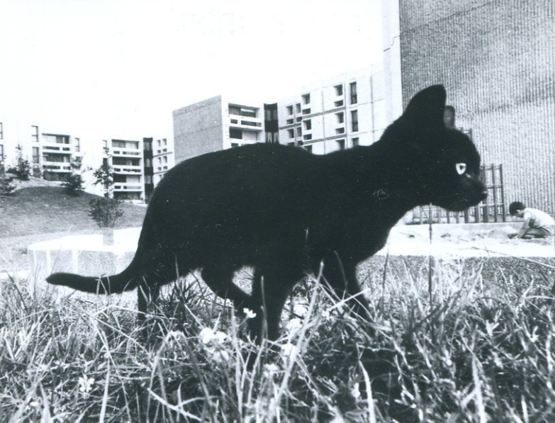 🏘️ 🏗️ 🇫🇷 Mémoire2Ville 🌆 🚧Sagacité 🏗️ 🏘️ tweet media