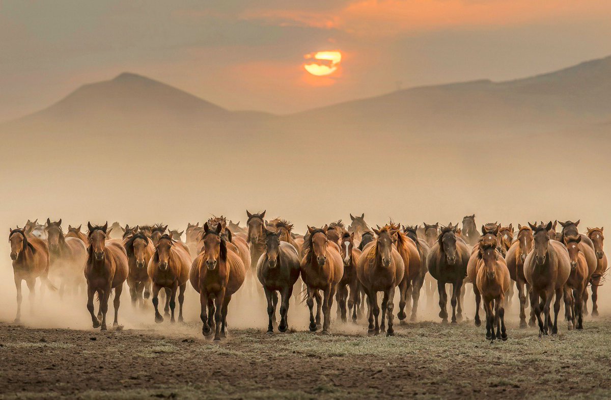 "A Wild Spirit" by <a href="/gsbuguraydin/">Uğur Aydın eth/tez</a>