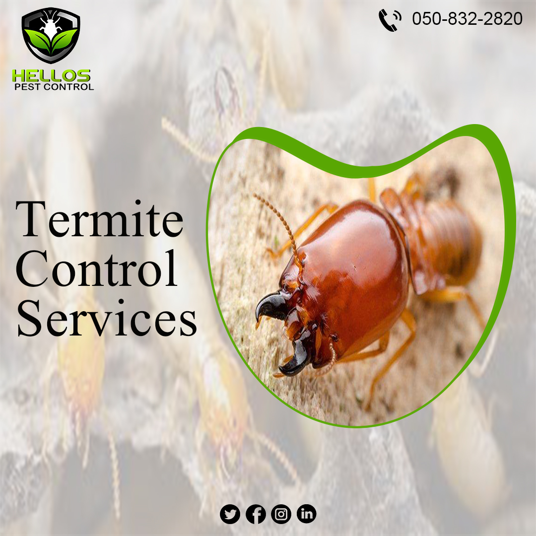 Protect your property from termite destruction. 
Call: 050 832 2820
#Termitecontrol #termitetreatment #antitermite #pest #control #pestcontrolservices #dxb #dubai #antscontrol #rodent #residential #commercial #hellospest