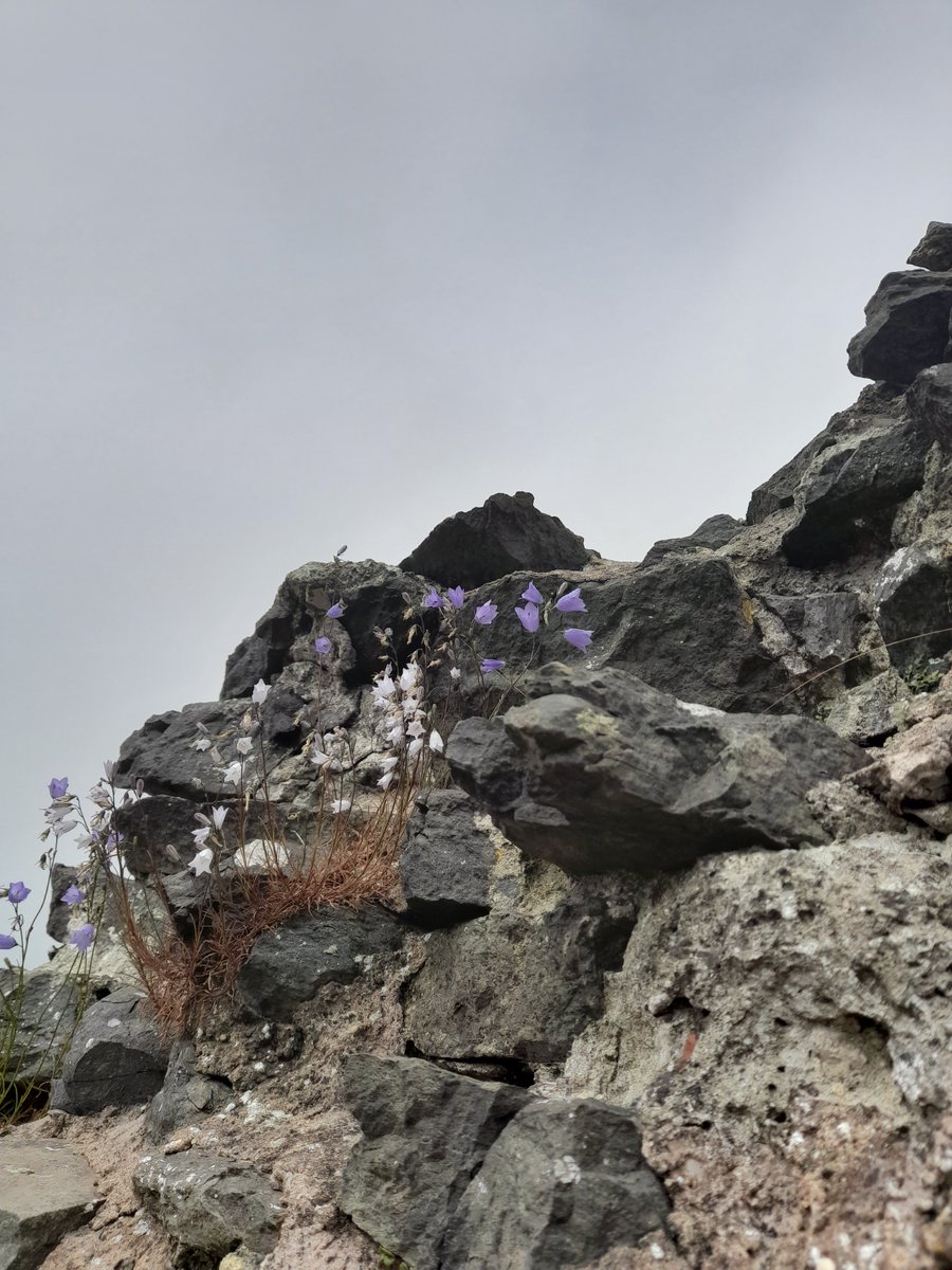 White harebells alongside the usual, very lovely blue ones, on the ruins of Dinas Bran, Llangollen #wildflowerhour