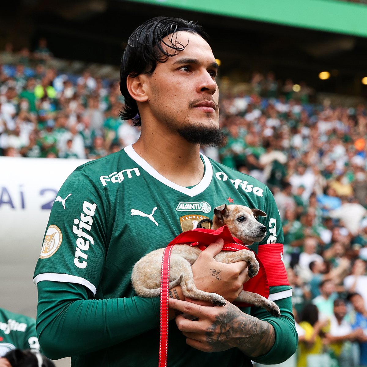 VSportsTM's tweet photo. Hermosa campaña de Palmeiras 🇧🇷: los jugadores salieron al partido contra Internacional con cachorros en los brazos para incentivar la adopción de perros 🐶❤️ https://t.co/KR5SsWr1D8