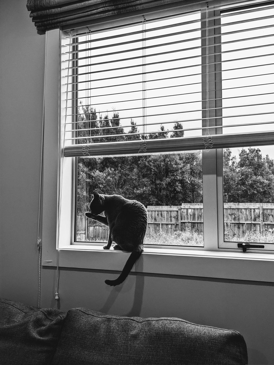 saskiarussian's tweet photo. Spending time with daddy as he's working from home today
#Saskia #russianblue #CatsOfTwitter https://t.co/7bpIBc0Rbh