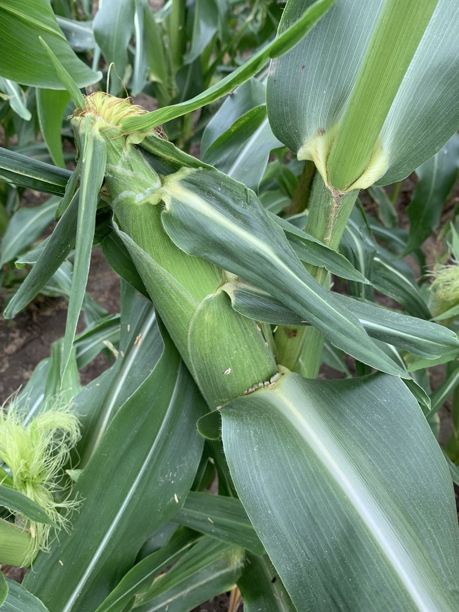 SpringValleyMa6's tweet image. Coming soon! Spring Valley Maple will be selling sweet corn again this year at our roadside stand along with our 100% Pure Ontario Maple Syrup and maple products. 3379 Perth Road 180, Staffa.#farmtotable #staytuned