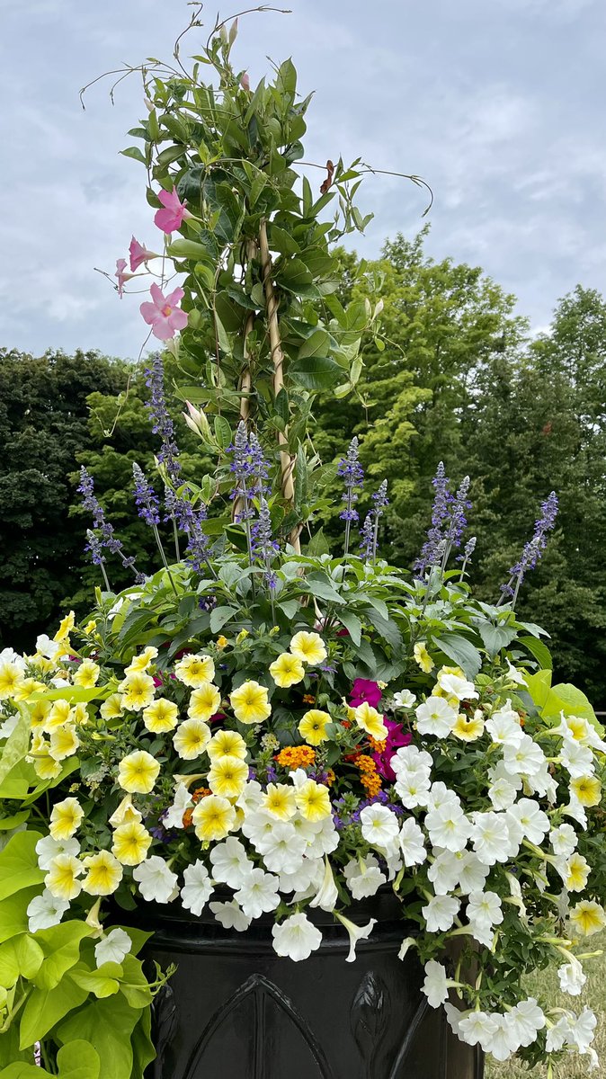 Tanya Carvalho tweet media