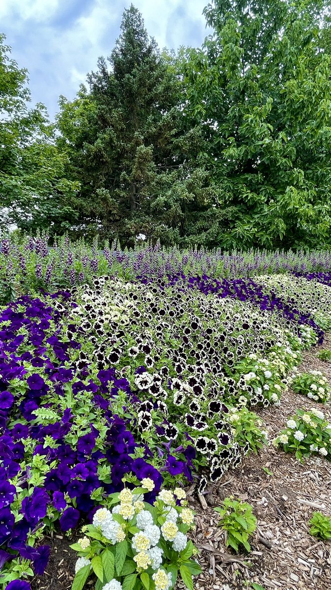 Tanya Carvalho tweet media