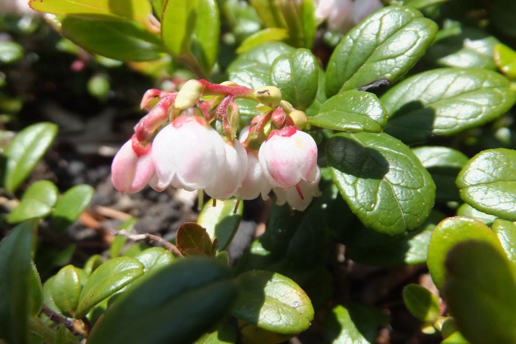 苔桃 Twitter Search Twitter