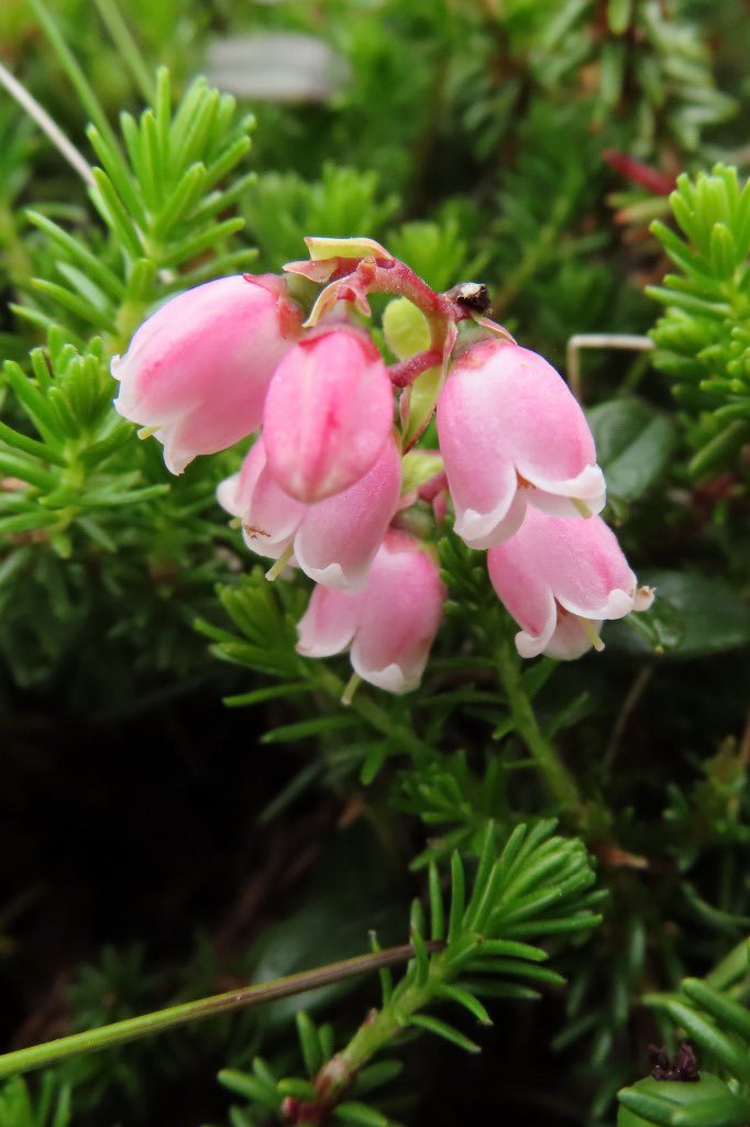 苔桃 Twitter Search Twitter