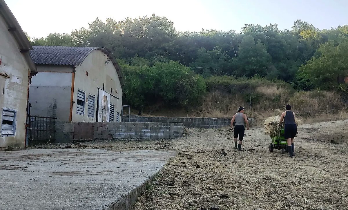 Giorgiadragna's tweet photo. E come lo spieghi se non lo vivi?
Agripunk è casa, è politica, è una casa politica.
Agripunk è un luogo diverso da quella che purtroppo viene considerata e definita la norma nella società attuale.
#Agripunk #agripunkbenecomune #antispecismo #vegan #AnimalsNotProducts
1/6 https://t.co/KEAMOGha4j
