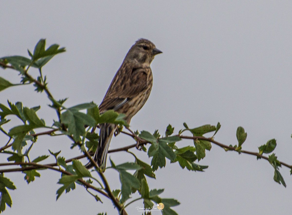 VeronicaJoPo's tweet photo. A Linnet?
Ely, Cambridgeshire
#whichbird https://t.co/6mecb1Sl4v