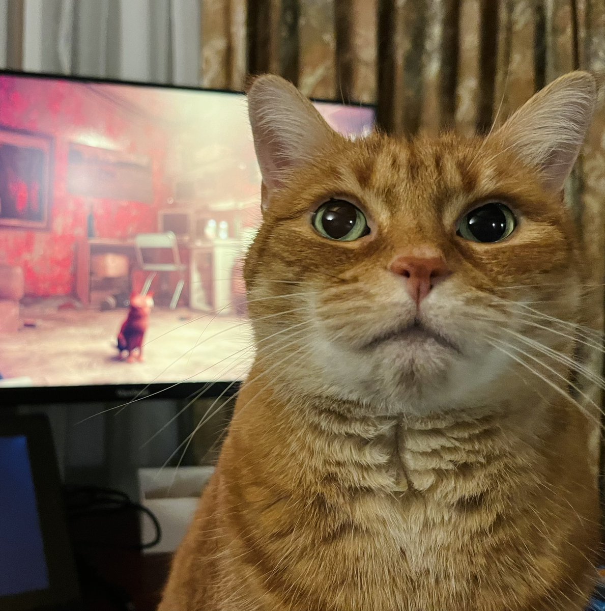 She approves <a href="/CatsWatchStray/">Cats Watching Stray</a> 

#Stray #gingercatsarebestcats