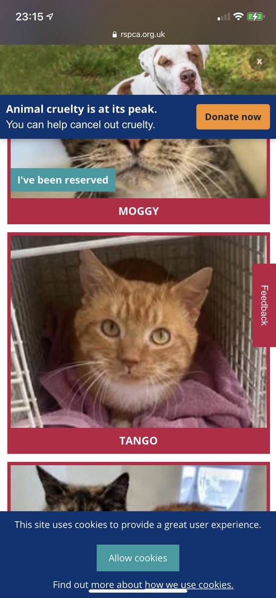 Joey_lia95's tweet photo. @MooncatzNFT Mooncatz has made me actually want to adopt a cute feline friend !! so scrolling through my local RSPCA and find this cutie that looks like my favourite MooncatzNFT art. Tango welcome to your forever home 🐱❤️ #theTakeover #MooncatzNFT @MooncatzNFT #NFTCommunity MEOW https://t.co/Io1nPe4CfC