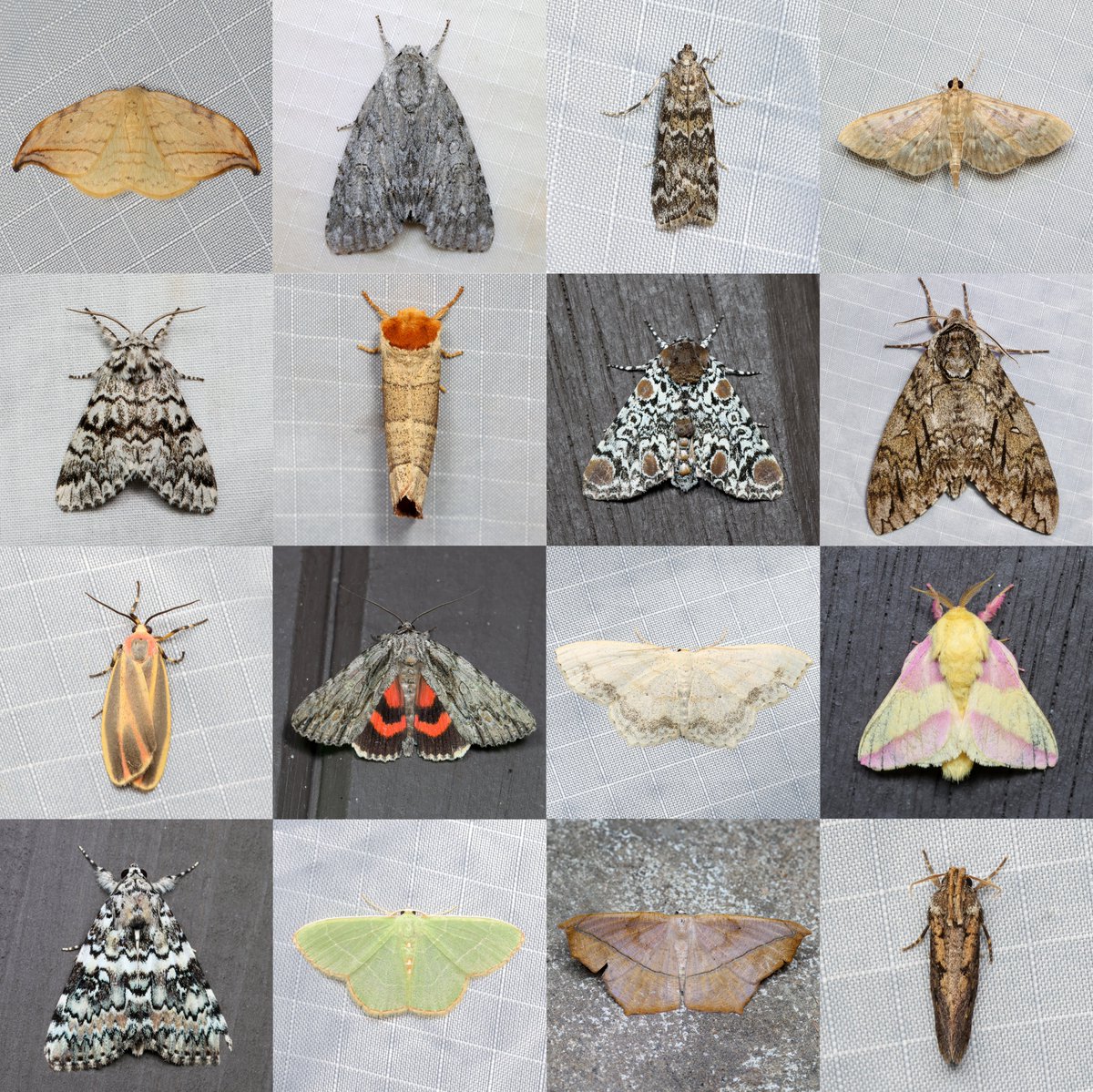Happy #NationalMothWeek. Here's a quilt of moths I saw at an event last night.
