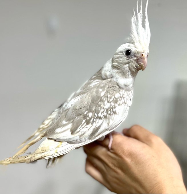 オカメインコ 0_7786ea86e23edc60c46c786bfd5e