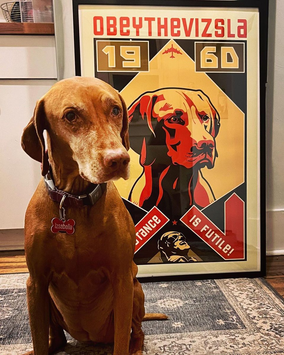 How cute is Izsabella the Vizsla and her matching wall art? 📷@izsavizsla
bit.ly/3zxweLb