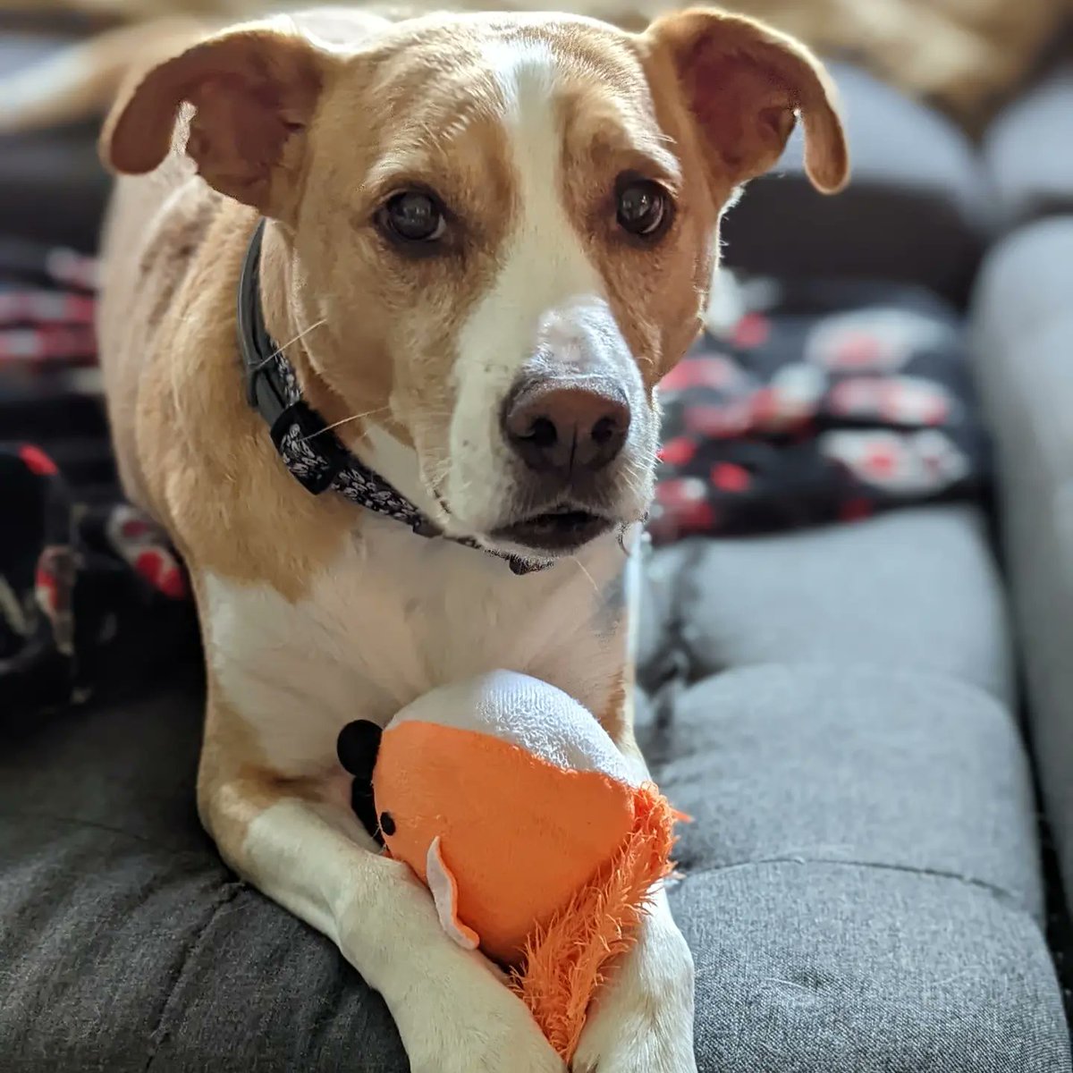 pacizzles87's tweet photo. @geostylegeo Carter John Bear is the best breed. https://t.co/zesmLaq4B9