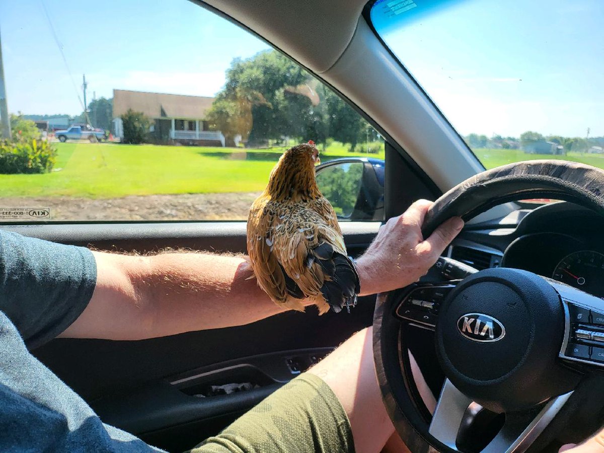 tarheel1719's tweet image. Our new #Broody #ChickenMath