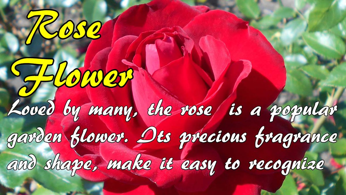 Rose Flower | FLOWERSHOPPH.COM Loved by many, the rose is a popular garden flower. Its features, including its precious fragrance and shape, make it easy to recognize. flowershopph.com/types-of-flowe… #flowershopph1