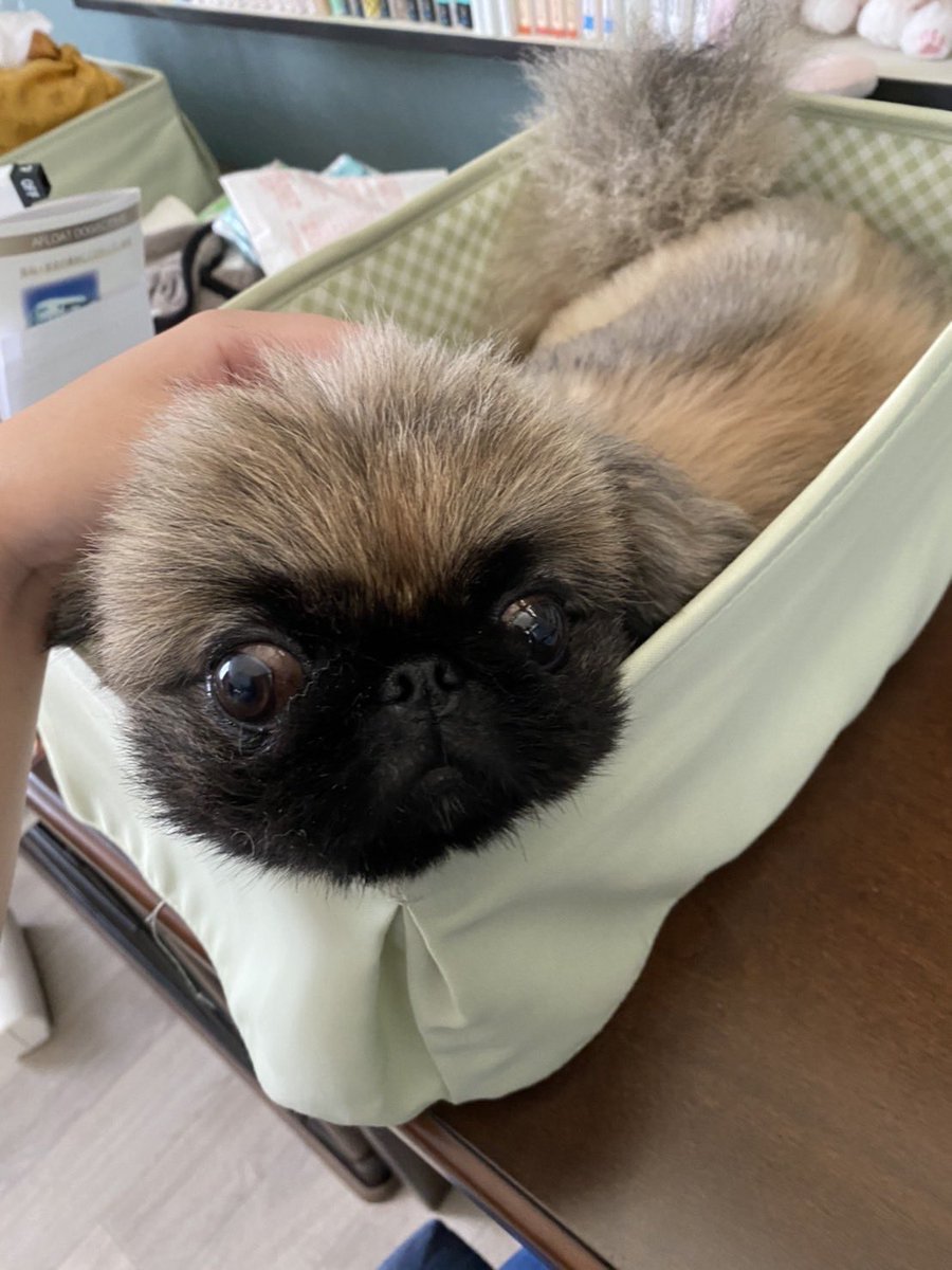 annkokurun's tweet image. 約1年前の箱入り娘(1.2枚目)と現在の箱入り娘🐶
なんだかとっても伸びました😁
#ペキニーズ 
#犬のいる暮らし