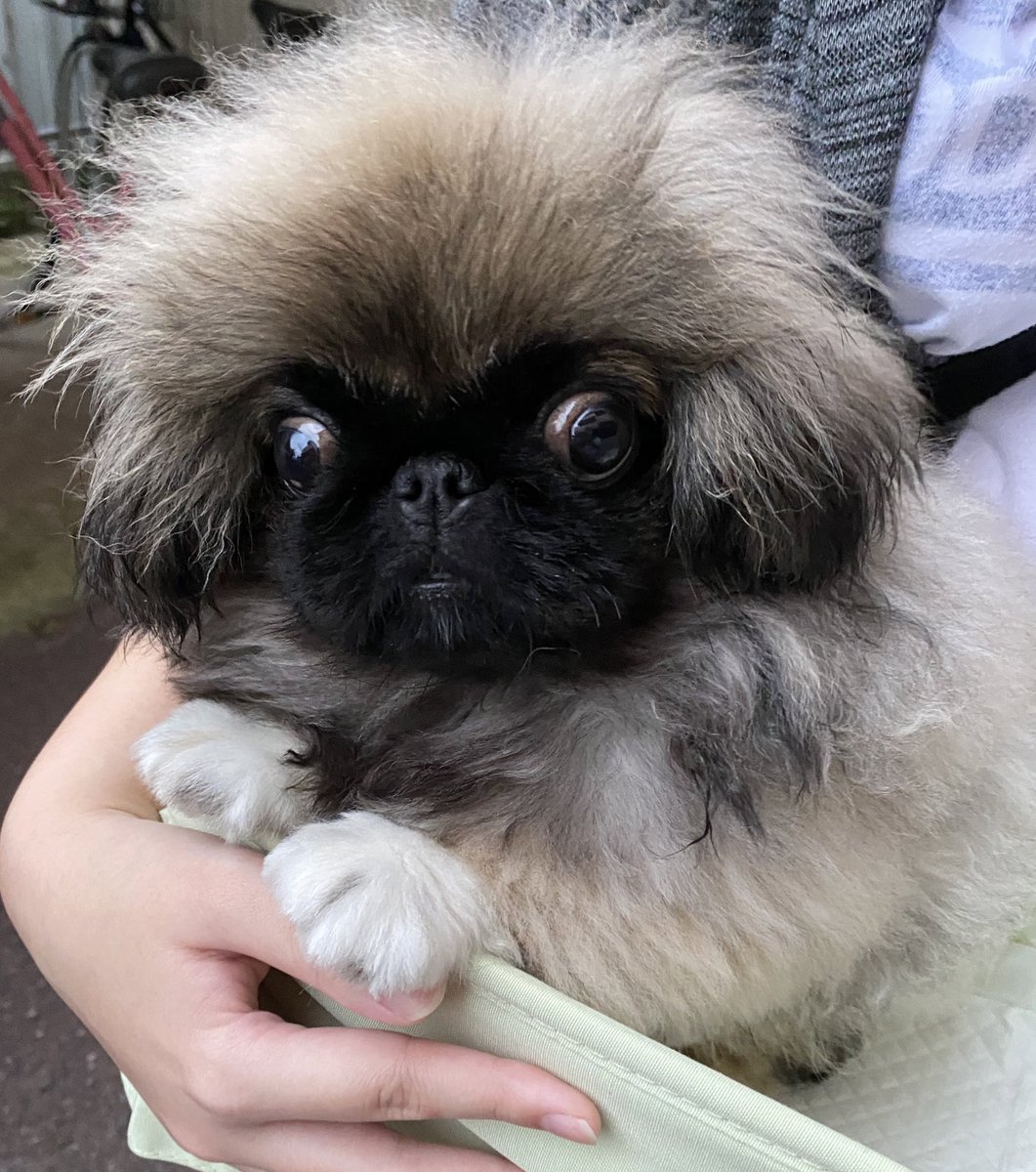 annkokurun's tweet image. 約1年前の箱入り娘(1.2枚目)と現在の箱入り娘🐶
なんだかとっても伸びました😁
#ペキニーズ 
#犬のいる暮らし