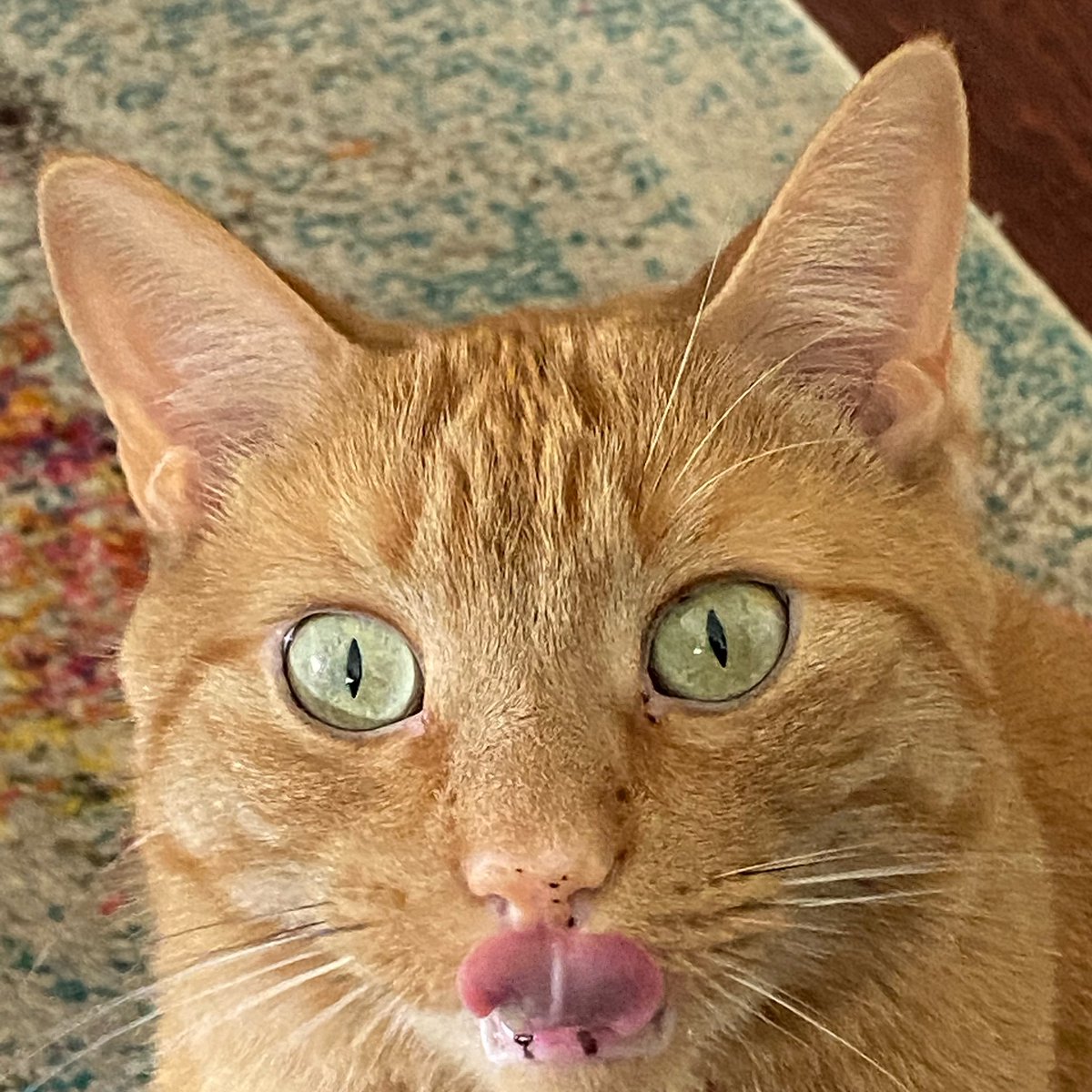 pizzastevecat's tweet photo. @CatTwittterFan HELO https://t.co/U79PeaA3Cc