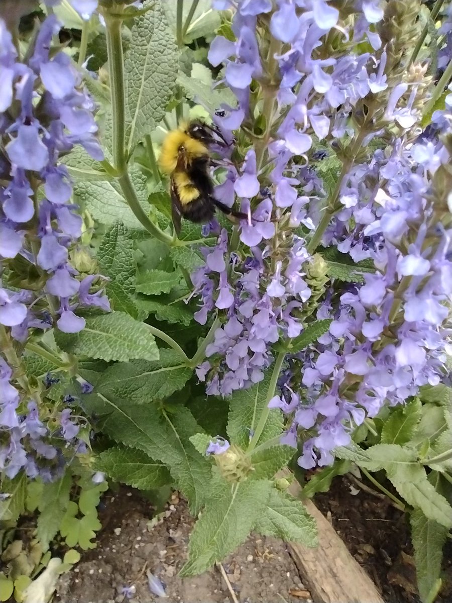 OlGrumpsHoney's tweet photo. Lots of bumblers out these days. #yycbees https://t.co/rDvTKSbTcJ