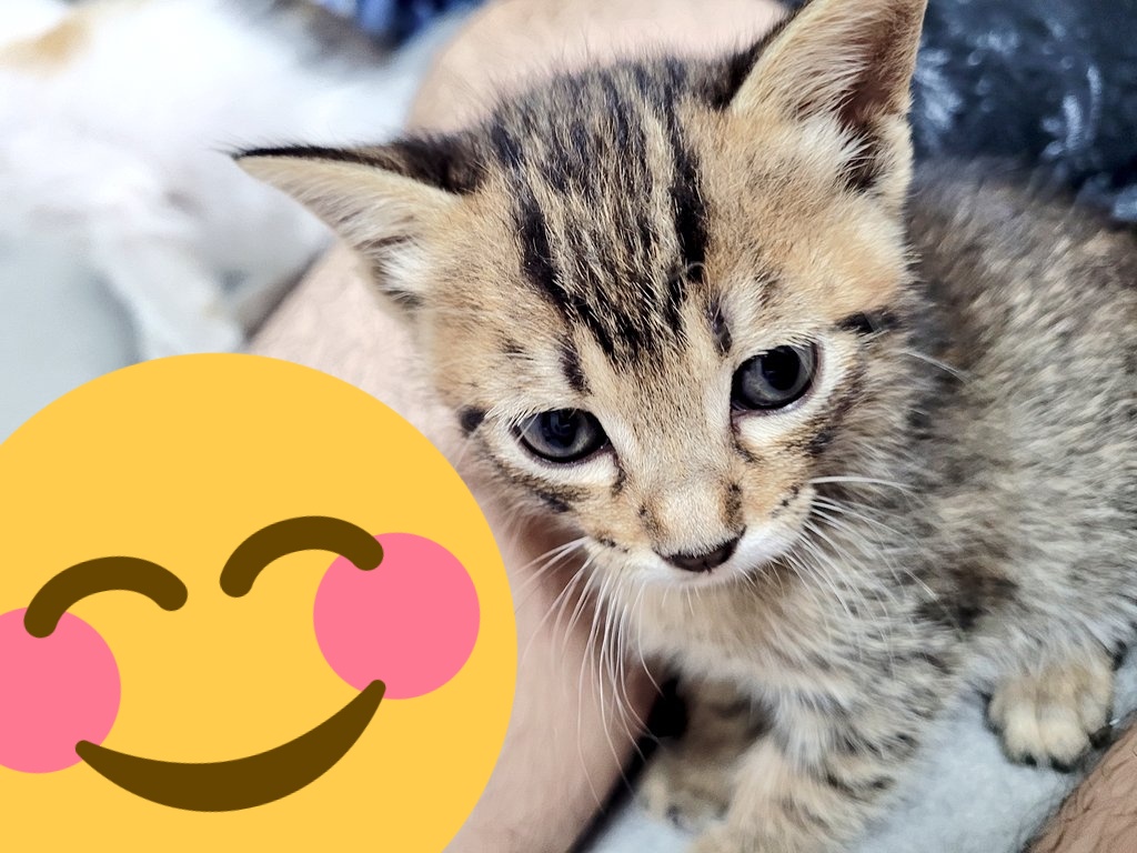 Yuki あーぁ皆で一目惚れしてついまた同じおばぁちゃんの所から引き取ってきてしまった 犬二匹の猫二匹のレオパ1匹だよ それにうちの子の怪獣2人 プラス家事は丸々全部うちだけしかしないの まじやべ ほんとに常に可愛いと 癒しがあるから Yuki あーぁ皆で一目惚れしてついまた同じおばぁちゃんの所から引き取ってきてしまった 犬二匹の猫二匹のレオパ1匹だよ それにうちの子の怪獣2人 プラス家事は丸々全部うちだけしかしないの まじやべ ほんとに常に可愛いと 癒しがあるから