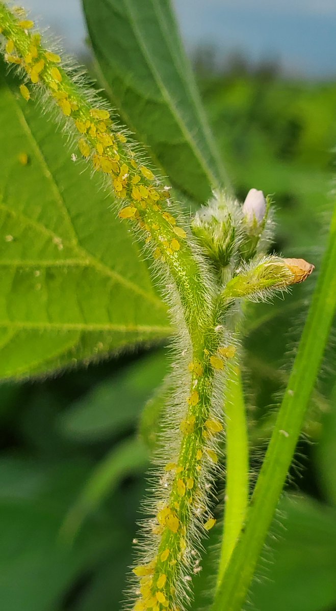 Gilles Quesnel tweet media