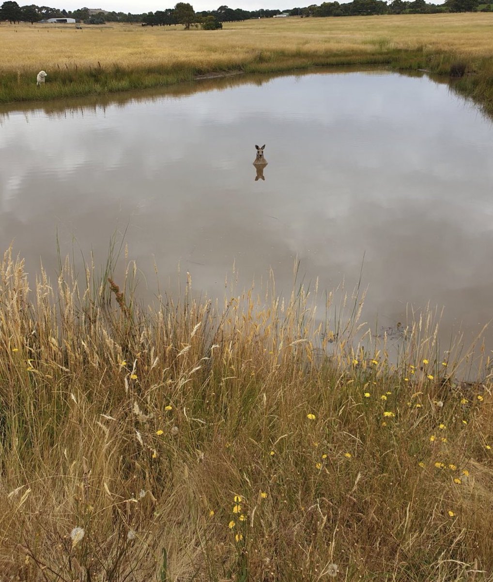 Y’all don’t watch the Discovery channel or Animal planet and it shows 🥹🥹

A kangaroo is not waiting for help in a lake… it is a tactic to draw you in and drown you. They are standing at the deepest point and they’re feet are on the ground. Please ignore it 🥲💛