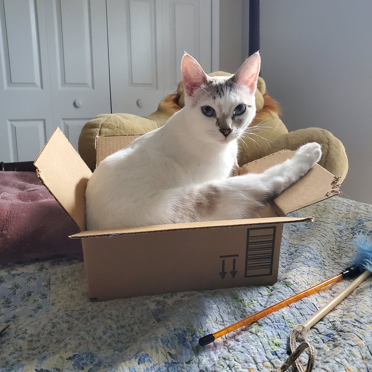 TabbyKat2022's tweet photo. Happy #catboxsunday all! I am back living with my hoomom again- things were not to my liking with my hoobrother so I am once again a happy kitty! #CatsofTwittter #Hedgewatch https://t.co/OJwGNoHGPN