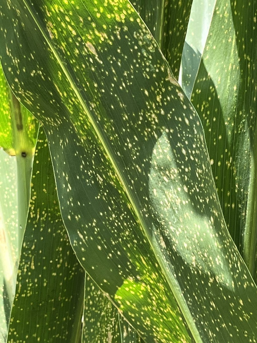baldpathologist's tweet photo. Started working through some MSU corn hybrid trials. The Curvularia leaf spot was intense near Minter City, MS #mscrops #plantpathology https://t.co/vNsitS8Us9