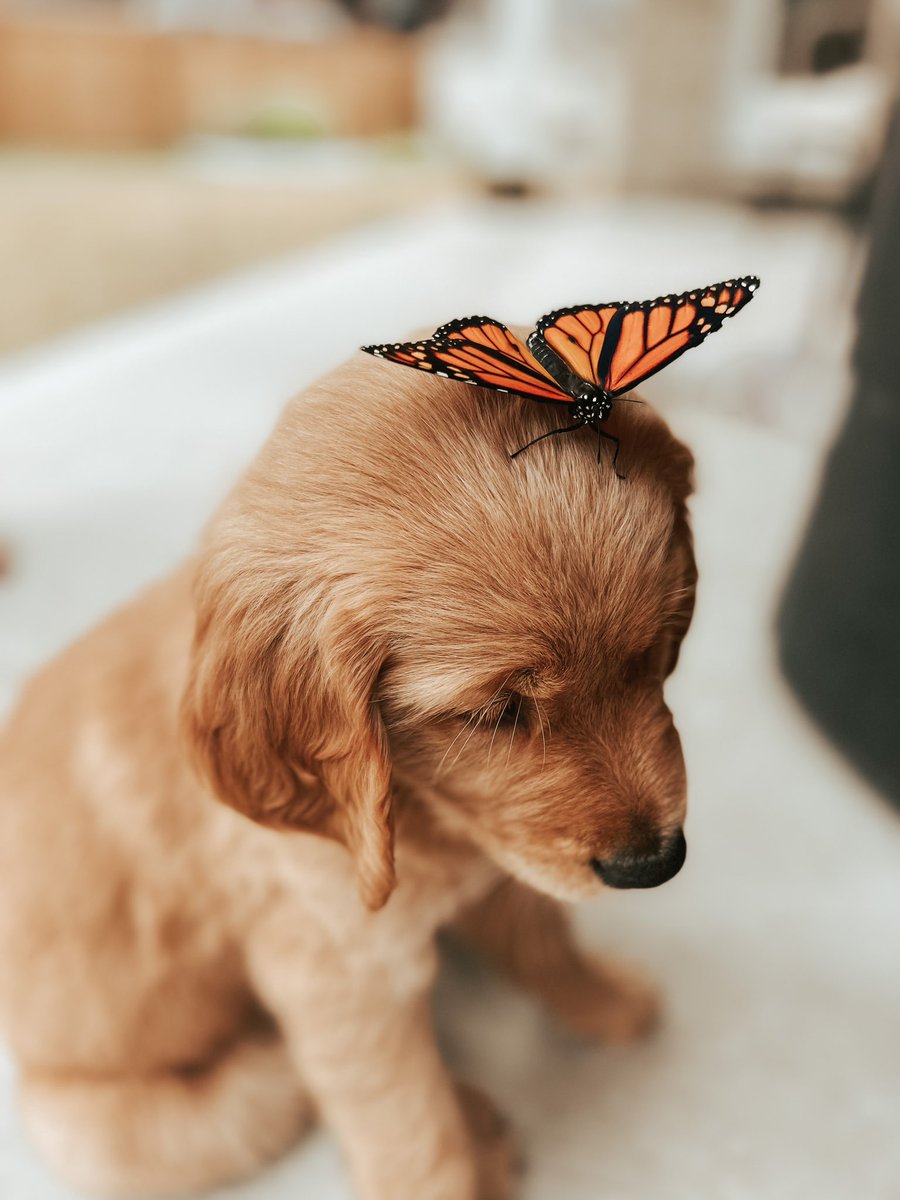 A summer update: 
Our monarchs emerged. And we got a puppy. 😍