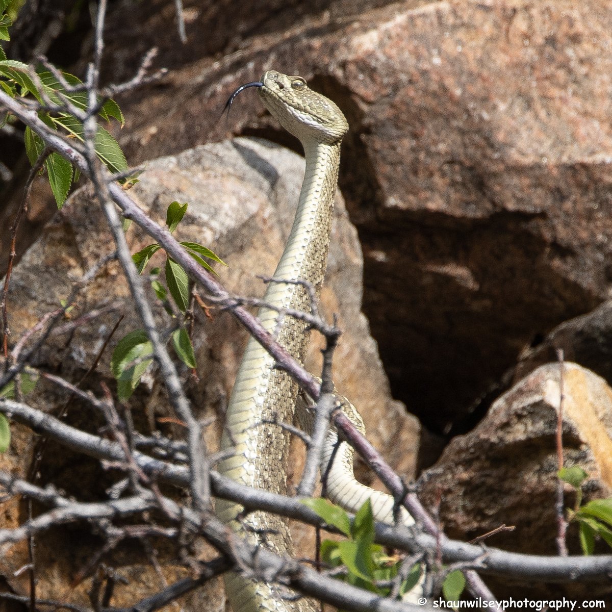 swilseyphoto's tweet photo. Prairie Rattlesnake after a second one appeared to give up on their "Combat Dance". Colorado 7/24/2022.
#colorado #coloradophotography #photography #wildlife #wildlifephotography #snake #snakes #rattlesnake #rattlesnakes #prairierattlesnake #prairierattlesnakes #combatdance https://t.co/Wg62M9HlNH