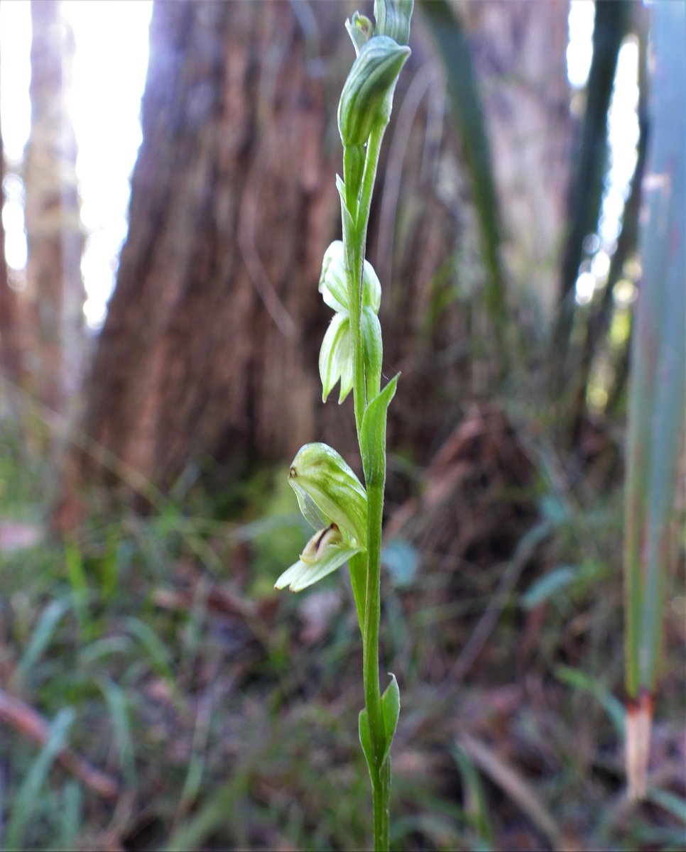 E_R_Australia's tweet photo. #Pterostylismelagramma, #blackstripeleafygreenhood, out already in #toolangi! This #greenhoodorchid is common in Victoria, but sadly nearly 50 other #pterostylis are listed under the #ffgact #orchidsoftwitter #nativeorchid #victoriancentralhighlands #ownpic https://t.co/xaNixTlmEB