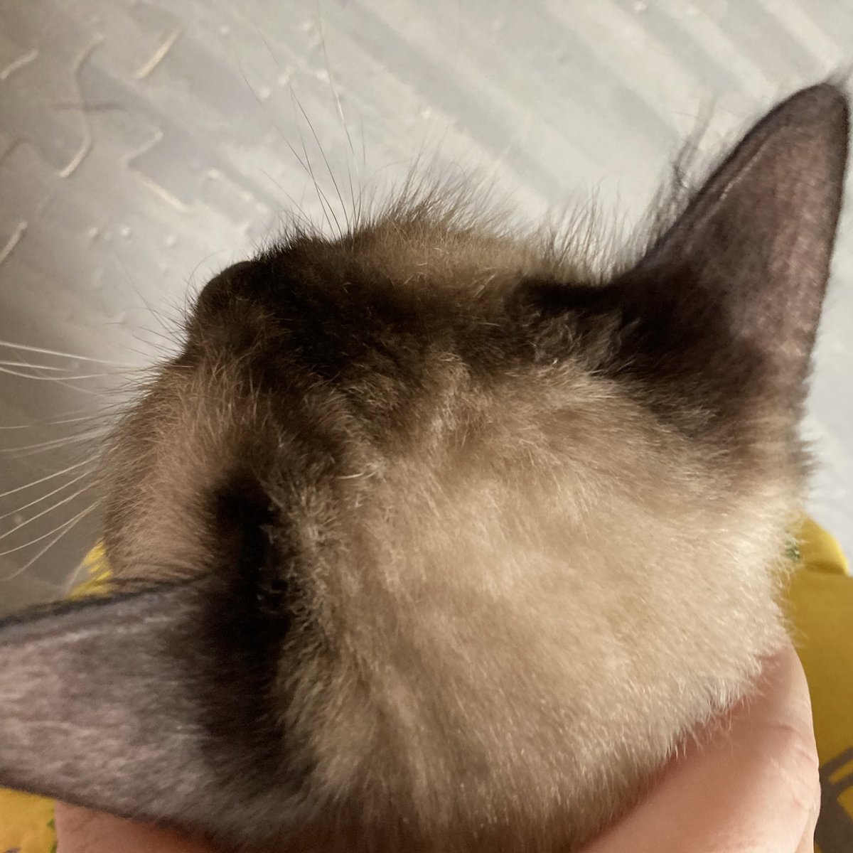 HMM_Rudy's tweet photo. ←家に来た時｜現在→

猫カビで掻きむしりが酷く、頭の3分の1が皮膚ごと剥げて大変なことになっていたけど
今はすっかり完治してモサモサかわいい🫶

#ラグドール
 ＃シールポイント
#繁殖引退猫
#保護猫
#猫好きさんと繫がりたい https://t.co/9u85JAOm6w