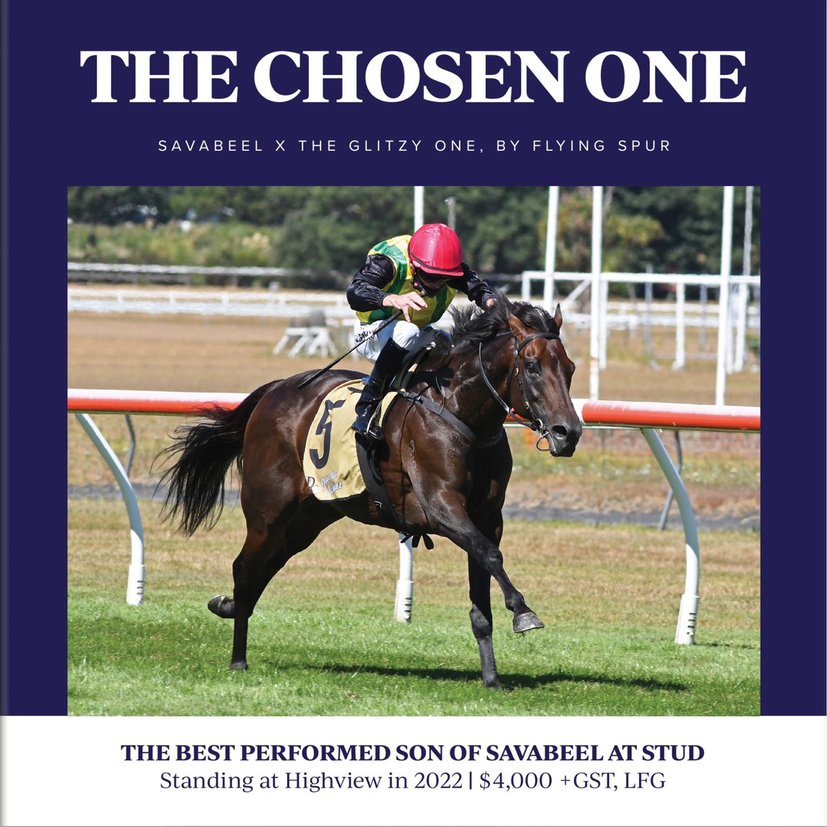 HighviewStud's tweet photo. #TheChosenOne | Brochure now online 📖

"He’s a good genuine and sound racehorse with great constitution &amp; that’s what people should be looking to breed.” - @ForsmanAndrew 

https://t.co/r7AgB91hOO https://t.co/SAIPef9i4H