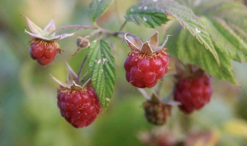 DhkBeau's tweet photo. In Ojibwe our words for ‘I crave for raspberries’ are n’dagadaanan sa miskominan. https://t.co/7m3GXyFdIh