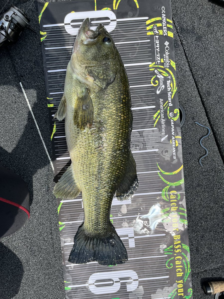 simorei000's tweet photo. 昨日の大度ダム
実際55㌢ですが2,600gといい魚
難しいが、いいフィールドでした! https://t.co/JWVYvMhBrh