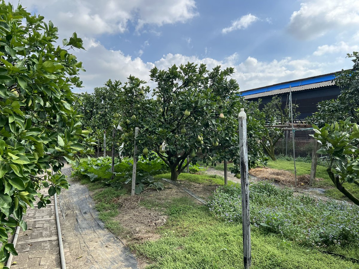 ChangLanyen's tweet photo. Day 1 field judge trip of pomelo orchards https://t.co/WFXfUCZu7L