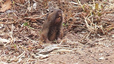 eopiniontv's tweet photo. Digger The Valley Center Gopher, 
 What kind of mask should I used during this weeks pandemic. 
 (AKA Monkey Thing)
 Thanks Digger Video Link
 https://t.co/jlor8Mdvp0 https://t.co/LcF6boxgZD