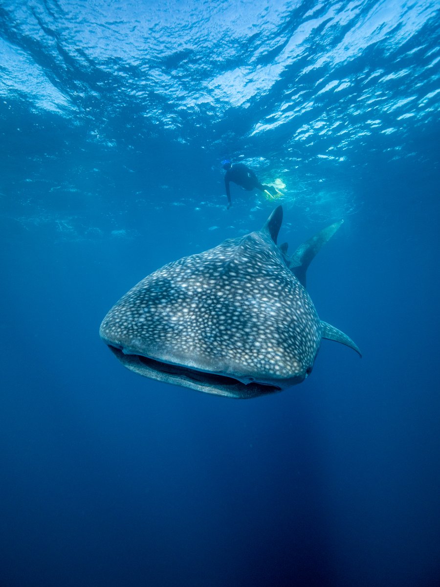 Time to rethink what we thought we knew about whale sharks - they don't just eat zooplankton and small fish. Floating algae is also part of the diet making them the largest omnivore on the planet since the dinosaurs: doi.org/10.1002/ecy.38…
Photo credit: Andre Rerekura