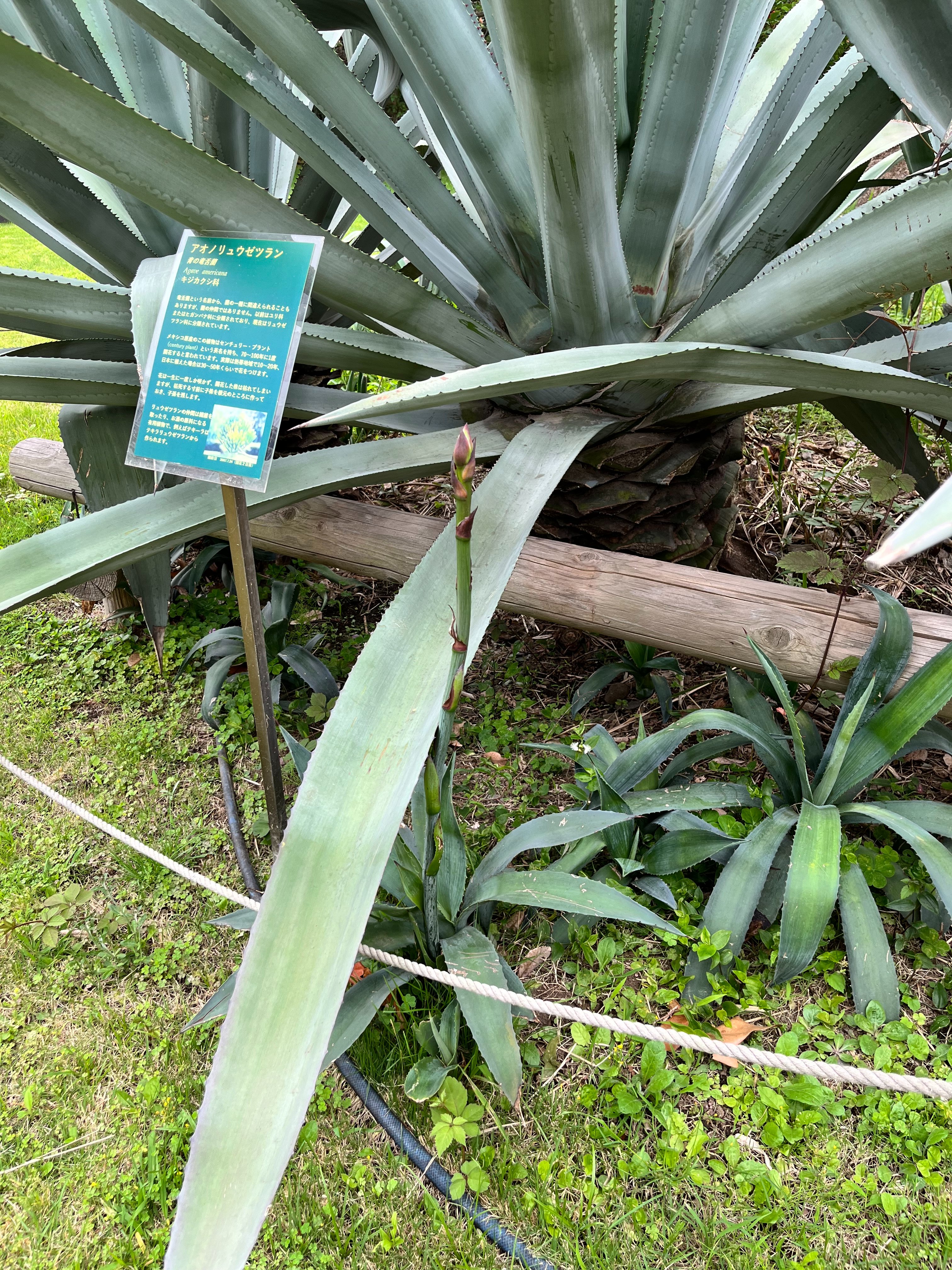 夢の島熱帯植物館 公式 アスパラ 足元ではアオノちびリュウゼツランが負けじと成長中 夢の島熱帯植物館 アオノリュウゼツラン T Co 3fqne3uoas Twitter