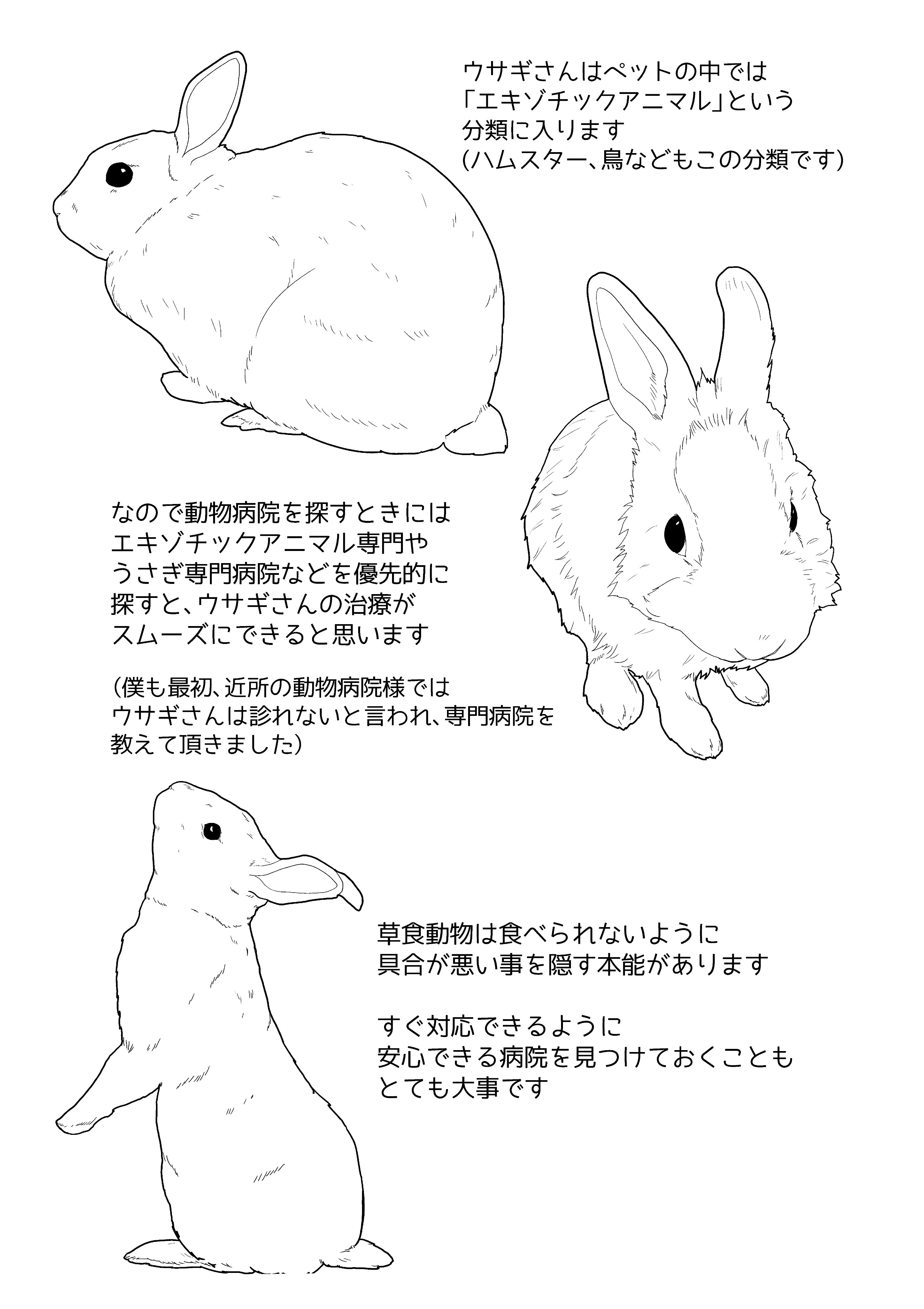 三上骨丸 ウサゴク連載中 僕も驚きだったのですが ウサギさんはすべての動物病院で診察できる わけではありません エキゾチックアニマルという耳慣れない言葉を その体験で初めて知りました T Co 8qg0vrn8o7 Twitter