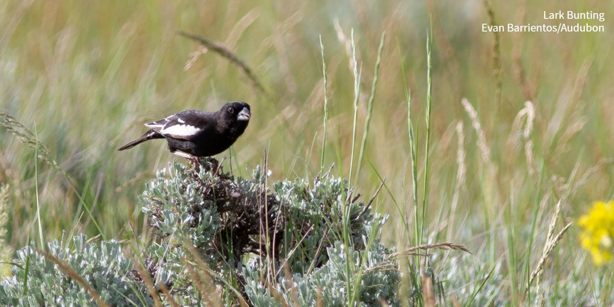 audubonsociety's tweet photo. How do you restore millions of acres of bird habitat? With a market-based approach to good grassland stewardship. https://t.co/bZfXS9JM03 https://t.co/ZDEJNAErjt