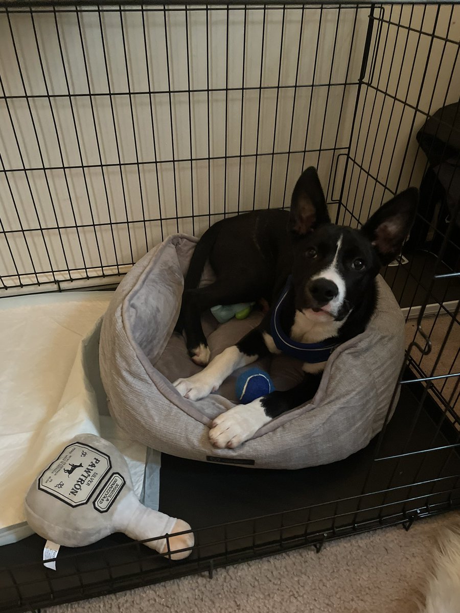 madicynnn's tweet image. meet my son bolt 🫶🏾