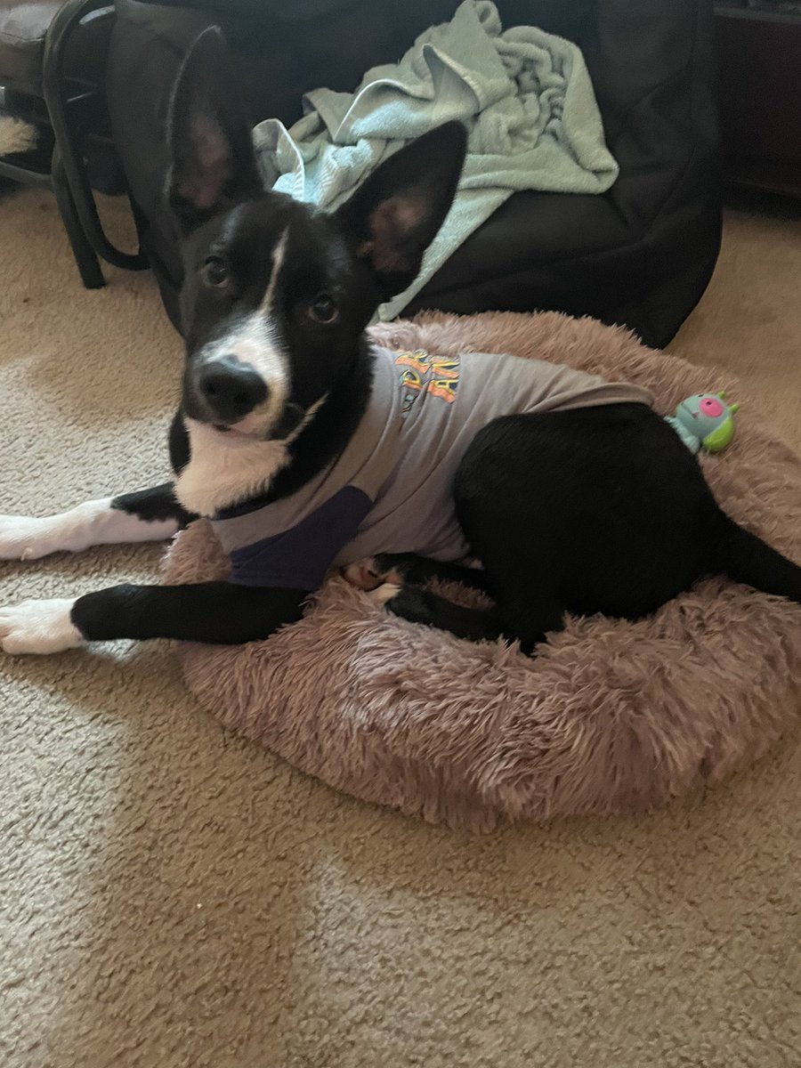 madicynnn's tweet image. meet my son bolt 🫶🏾