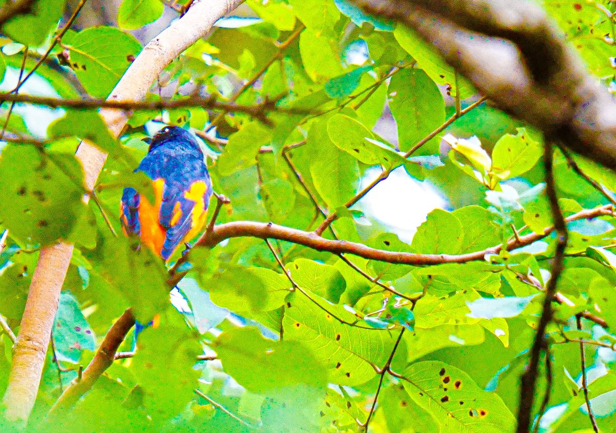 MotleyFuru's tweet photo. RT @HemaShares: குங்குமப்பூ சிட்டு…What a name!!!Orange minivet in Asambu RF,#Kanyakumari hidden in d canopy #IndiAves #NatgeoIndia @NatGeoIndia @NGTIndia #Natgeoyourlens @SanctuaryAsia #BBCWildlifePOTD #TwitterNatureCommunity #NiFHivefeature #birdph… https://t.co/ZqiuT6fb0h