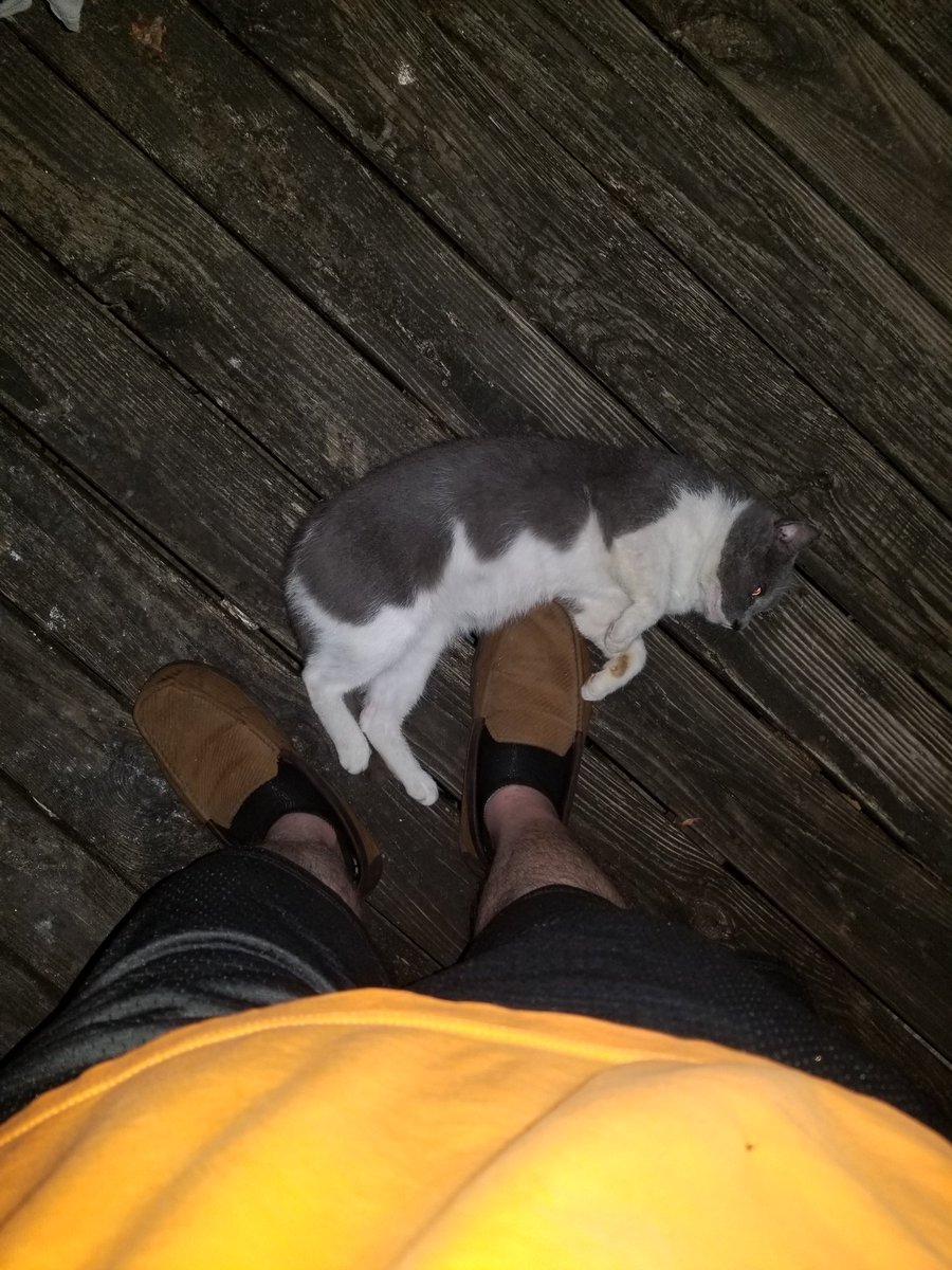 opieflatt's tweet image. Not really a cat person, but i&apos;m kinda fond of our Tom. I&apos;ve heard this is a REALLY big trust thing, as far as him loving and trusting me. Is that correct #CatExperts ?