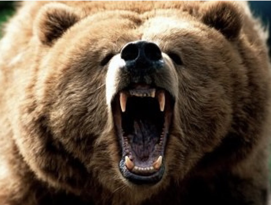 ncbruins's tweet photo. It’s Tryout Week!!! This Friday we begin to build our rosters. Get registered and make your mark on the Bruins 22 year tradition.
https://t.co/nDtSOwuXN6
#OurWay #EST2001 #BruCrew #JoinTheTradition https://t.co/U9JPtcWkLl